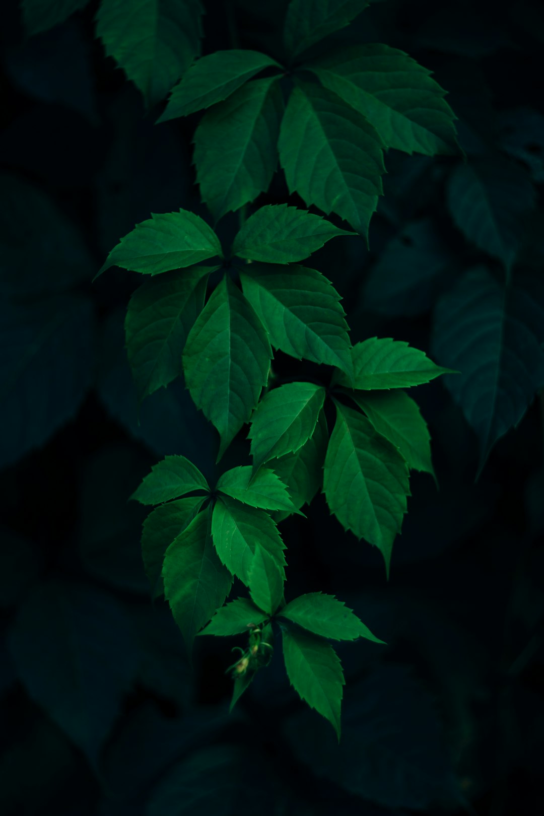 sl